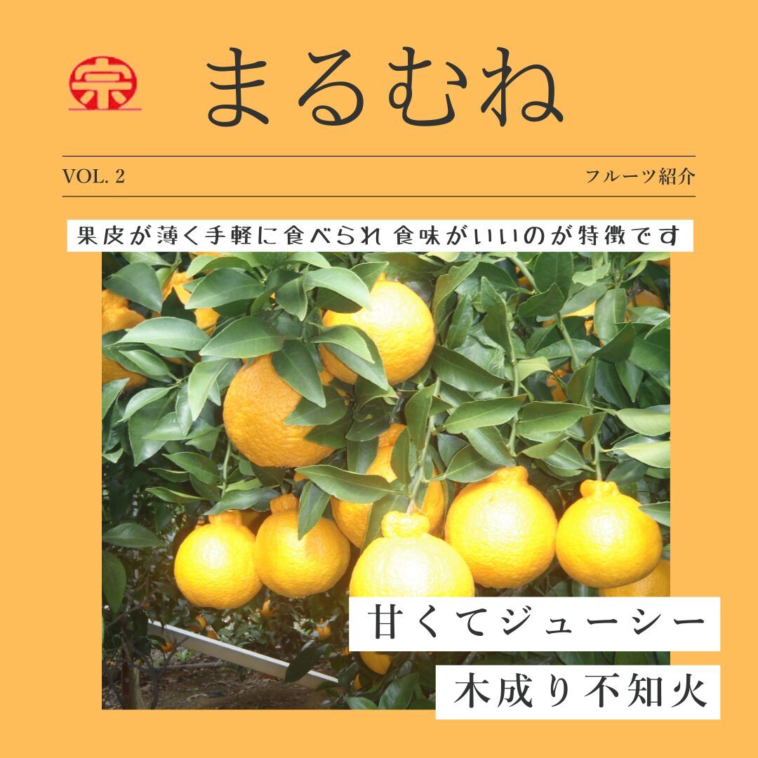 umihina熊本県産 不知火 はるか IMG_0090.jpg?v=1710141065