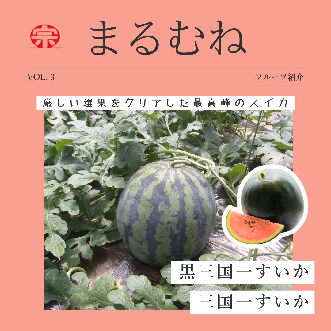 まるむね産フルーツのご紹介／「黒三国一すいか」「三国一すいか