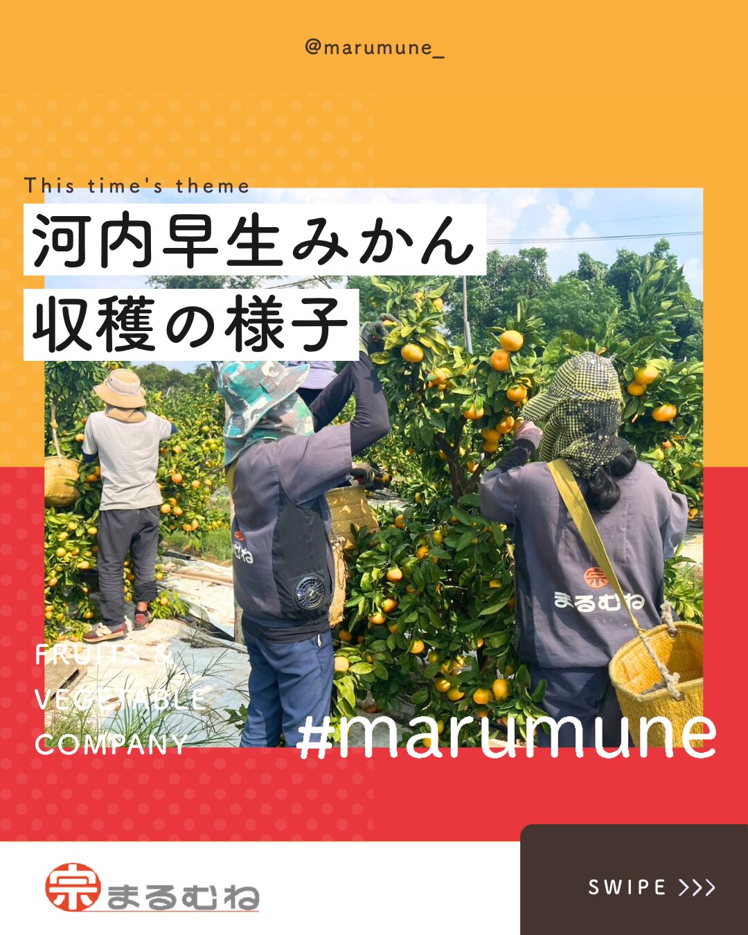 自社農園にて／河内早生みかん収穫がスタート｜｜株式会社まるむね