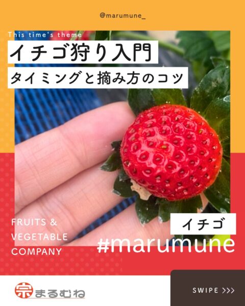 イチゴ狩り・イチゴ収穫